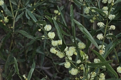 Phyllodineae