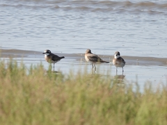 Charadrius mongolus