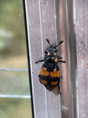Nicrophorus vespilloides