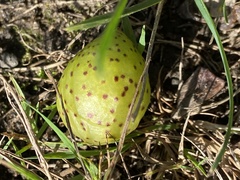 Amphibolips