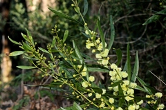 Phyllodineae