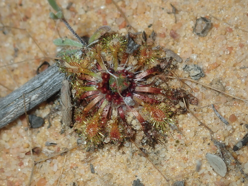 Drosera nitidula