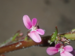 Stylidium elongatum