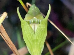 Pterostylis hildae