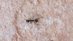 Lasius emarginatus