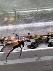 Nicrophorus vespilloides