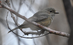 Pachycephala rufiventris