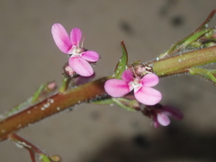 Stylidium elongatum