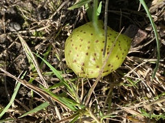 Amphibolips