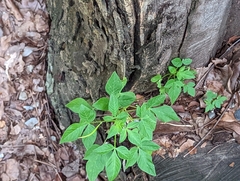 Cleome rutidosperma