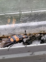 Nicrophorus vespilloides