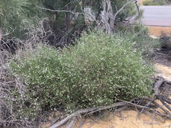 Cyphanthera racemosa