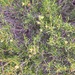 Dodonaea pinifolia - Photo (c) Thomas Mesaglio, some rights reserved (CC BY), uploaded by Thomas Mesaglio