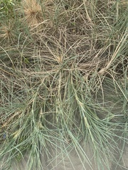 Spinifex littoreus