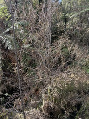 Dacrycarpus dacrydioides