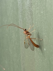 Ophioninae