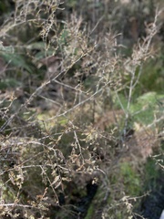 Dacrycarpus dacrydioides