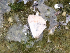 Camptogramma bilineata