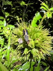 Hypselonotus linea