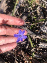 Chamaescilla corymbosa