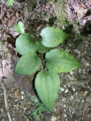 Smilax tamnoides