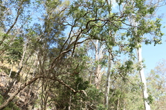 Angophora floribunda