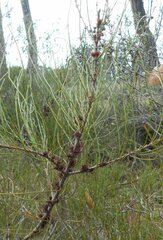Allocasuarina mackliniana