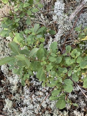 Salix aurita