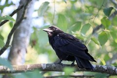 Corvus brachyrhynchos
