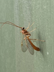 Ophioninae