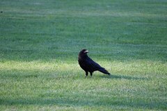 Corvus brachyrhynchos