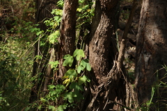 Passiflora subpeltata