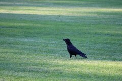 Corvus brachyrhynchos