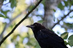 Corvus brachyrhynchos