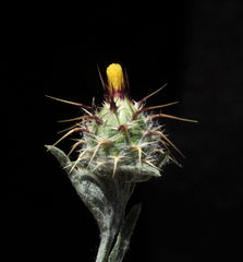 Centaurea melitensis