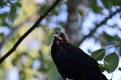 Corvus brachyrhynchos
