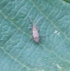 Entomobrya