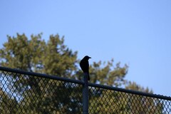 Corvus brachyrhynchos