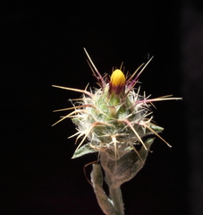 Centaurea melitensis