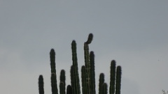 Pachycereus pecten-aboriginum