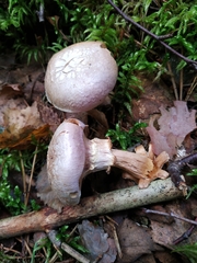 Cortinarius traganus