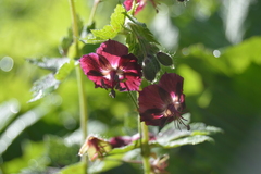 Geranium phaeum