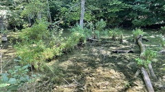 Carex decomposita