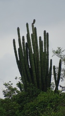 Pachycereus pecten-aboriginum