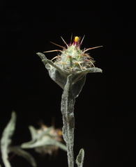 Centaurea melitensis