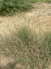 Digitaria ciliaris