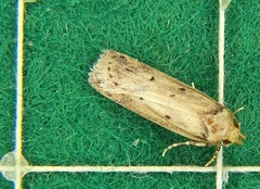 Oecophoridae