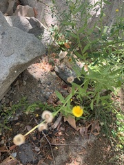 Pulicaria paludosa