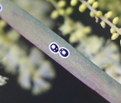 Pseudozaphanera wariensis