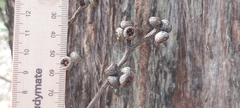 Eucalypteae